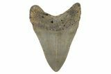 Serrated, Fossil Megalodon Tooth - North Carolina #221881-1